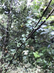 Neomyrtus pedunculata