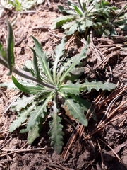 Crucihimalaya bursifolia