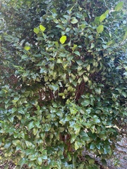 Graptophyllum ilicifolium