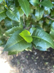 Graptophyllum ilicifolium