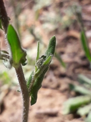 Crucihimalaya bursifolia