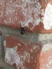Latrodectus hesperus