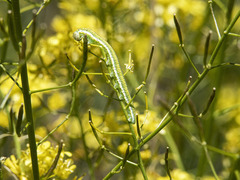 Euchloe eversi