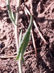 Crucihimalaya bursifolia