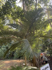 Archontophoenix alexandrae