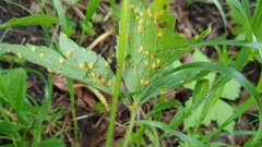 Puccinia anemones-virginianae