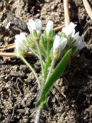 Crucihimalaya bursifolia