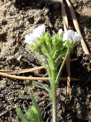 Crucihimalaya bursifolia