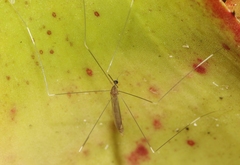 Trentepohlia australasiae