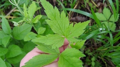 Puccinia anemones-virginianae
