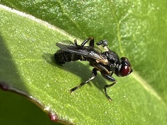 Thecophora propinqua