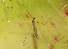 Trentepohlia australasiae