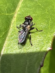 Thecophora propinqua