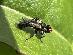 Thecophora propinqua