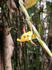 Ischnosiphon obliquus