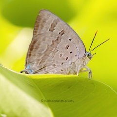 Arhopala eupolis
