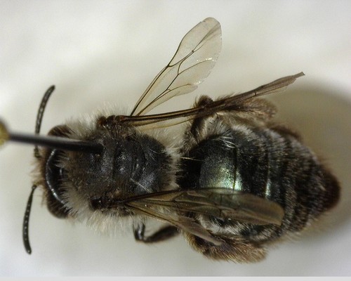 iNaturalist observation photo of Caerulean Miner Bee