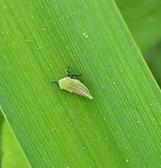 Diplocolenus