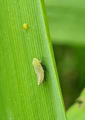 Diplocolenus