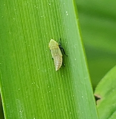 Diplocolenus