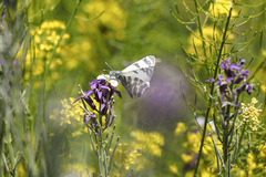Euchloe eversi