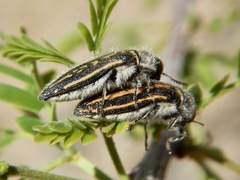 Acmaeodera pubiventris