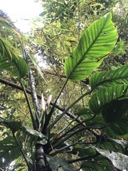Monstera lechleriana
