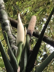 Monstera lechleriana