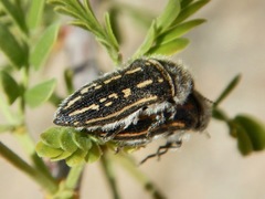 Acmaeodera pubiventris
