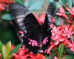 Heraclides anchisiades