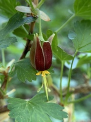 Ribes marshallii
