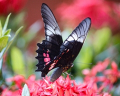 Heraclides anchisiades