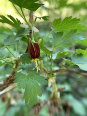 Ribes marshallii