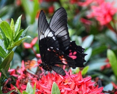 Heraclides anchisiades