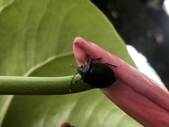 Discocephalinae