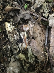 Marasmius sullivantii