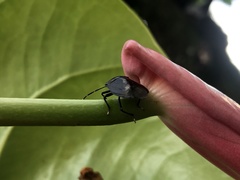 Discocephalinae
