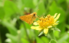 Hylephila phyleus