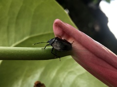 Discocephalinae
