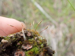 Encalypta rhaptocarpa