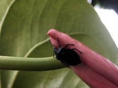Discocephalinae