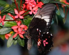 Heraclides anchisiades