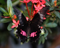 Heraclides anchisiades