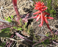 Lachenalia bulbifera