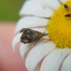 Tebenna gnaphaliella