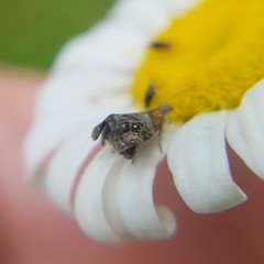 Tebenna gnaphaliella