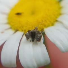 Tebenna gnaphaliella