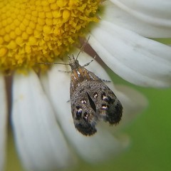 Tebenna gnaphaliella