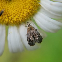 Tebenna gnaphaliella