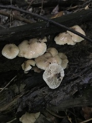 Lentinellus micheneri